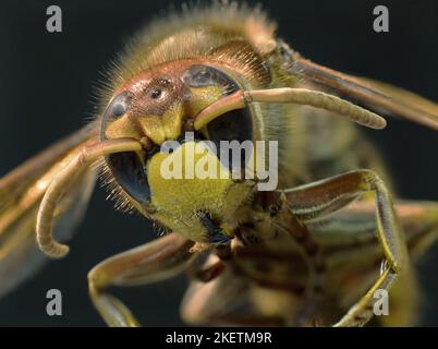 Hornet Foto Stock