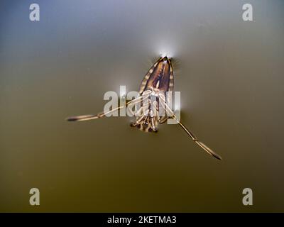 Backswimmer comune Foto Stock