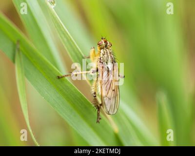 Comune di sterco di giallo-fly Foto Stock