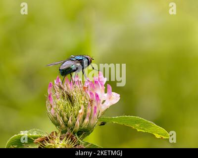 Verde europeo mosca carnaria Foto Stock