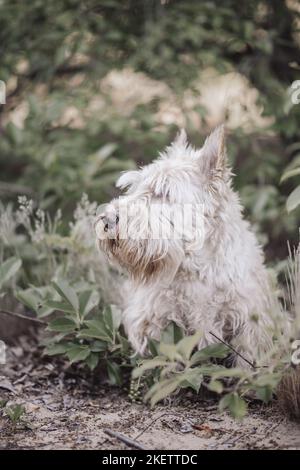 Bianco scozzese Terrier Foto Stock