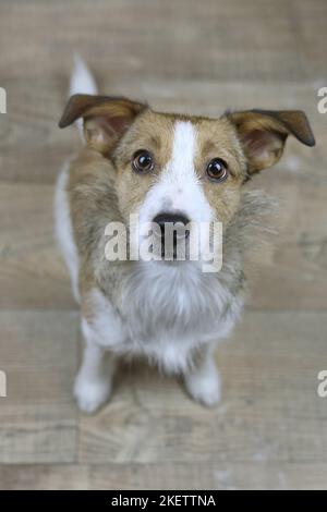 Udienza Jack-Russell-Terrier-Mongrel Foto Stock