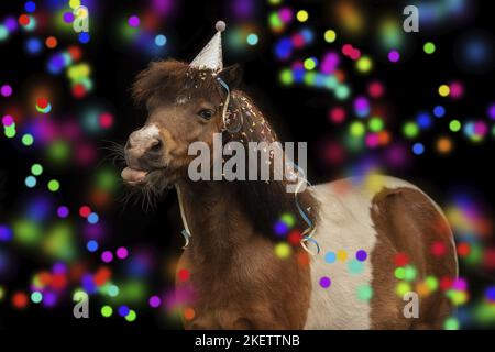 Shetland Pony Foto Stock