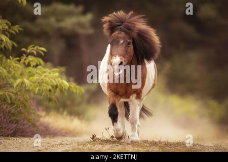 Shetland Pony Foto Stock