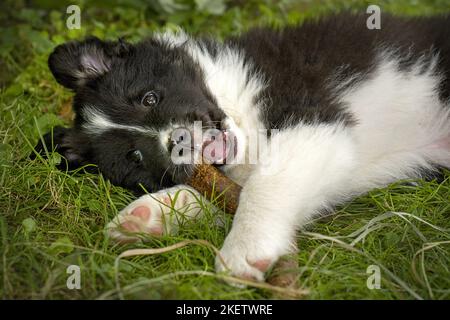 Cucciolo di cane islandese Foto Stock