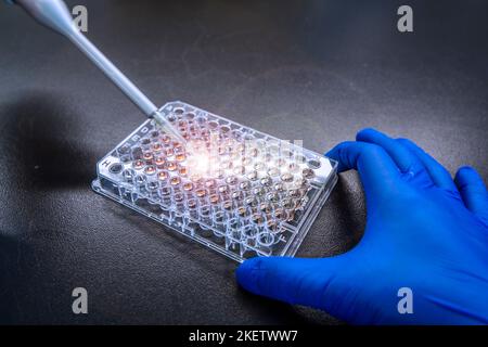 Il saggio di concentrazione delle proteine è uno dei metodi utilizzati nell'analisi Western blot o nell'analisi di rilevamento delle proteine. Ricercatori o scienziati lo applicano in ca Foto Stock