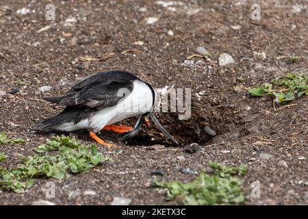 single atlantic puffin fratercula artica entrando nella sua sepoltura portando anguille di sabbia nel suo becco Foto Stock