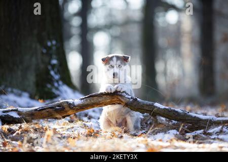 Cucciolo di Husky siberiano seduto Foto Stock