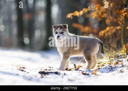 cucciolo di husky siberiano in piedi Foto Stock