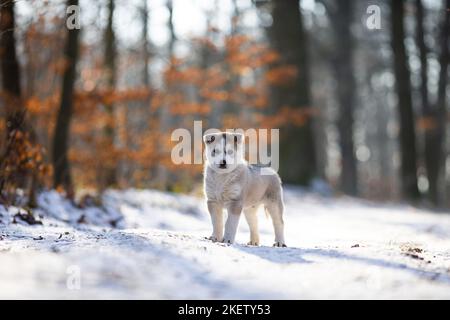 cucciolo di husky siberiano in piedi Foto Stock