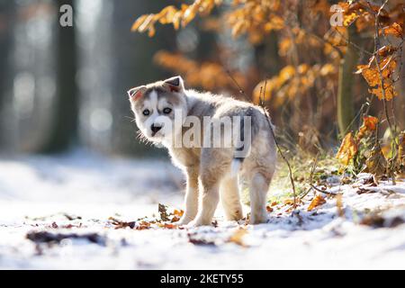 cucciolo di husky siberiano in piedi Foto Stock