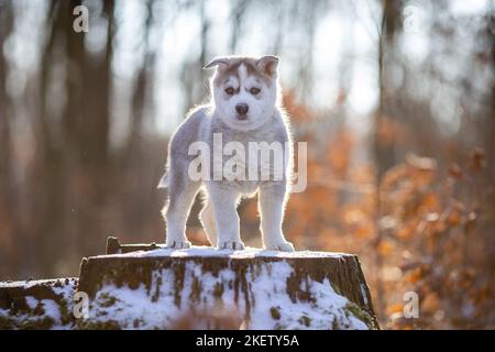 cucciolo di husky siberiano in piedi Foto Stock