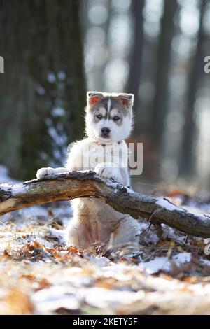 Cucciolo di Husky siberiano seduto Foto Stock