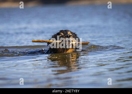Maschio di pastore australiano Foto Stock