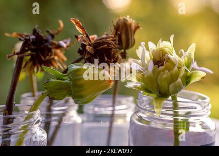 Varie fasi di teste di fiori di dahlia essiccate. Raccogliendo semi per propagazione. Sfondo di giardinaggio. Foto Stock