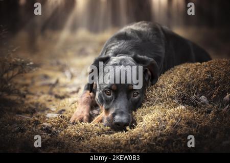 Giacente Rottweiler Foto Stock