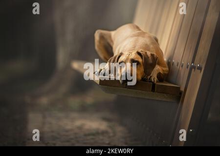 Giacente Ridgeback rhodesiano Foto Stock