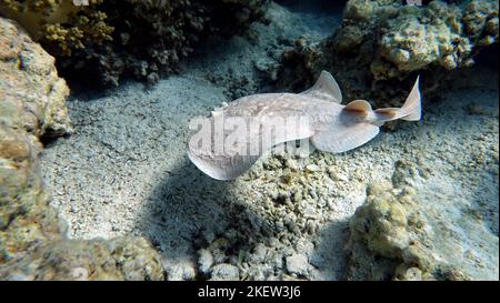 Razze. Leopard Electric Stingray - questa stingray elettrica cresce fino a 100 cm e si nutre di pesci e abitanti del fondo. Foto Stock