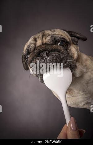 pug. maschio Foto Stock