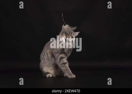 British Shorthair di fronte a uno sfondo nero Foto Stock