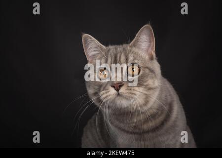British Shorthair di fronte a uno sfondo nero Foto Stock