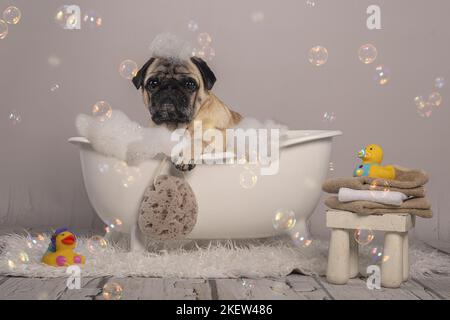 pug. maschio Foto Stock