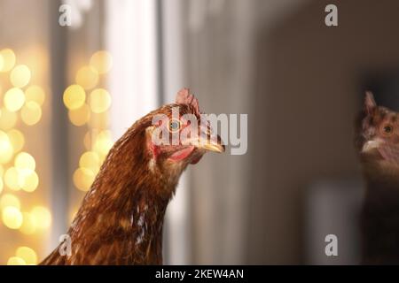 pollo Foto Stock