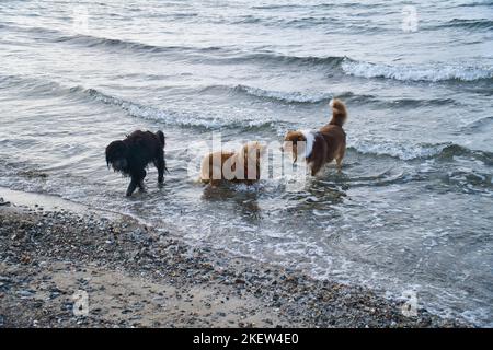 Goldendoodle e cani pastore australiani che giocano in mare. Frolicking in acqua con un sacco di divertimento. Foto degli animali sulla spiaggia Foto Stock