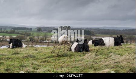 Allettato Galloway bestiame pascolo a Threave Land Restauro progetto Foto Stock