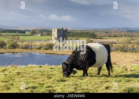 Allettato Galloway bestiame pascolo a Threave Land Restauro progetto Foto Stock