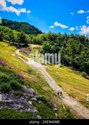 Sentiero circondato da verdi boschi nell'alto Appennino toscano-emiliano. Foto Stock