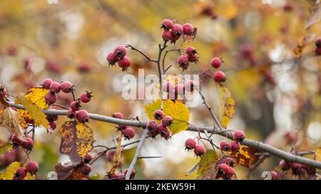 Bacche di biancospino rosso su un ramo con foglie autunnali gialle e fondo sfocato. Natura luminoso primo piano raccolto autunnale Foto Stock