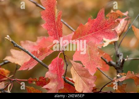 Ramo di quercia rossa con foglie autunnali primo piano. Sfondo naturale vivace e autunnale Foto Stock