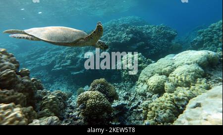 Tartaruga di mare di Hawksbill (specie CR) tartaruga di Hawksbill - Eretmochelys imbricata. Foto Stock