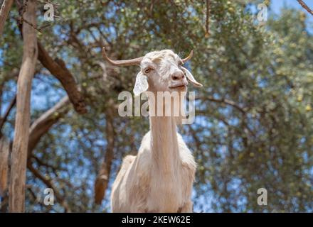 Gli alberi di Argan e le capre in Marocco. Foto Stock