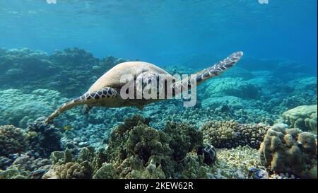 Tartaruga di mare di Hawksbill (specie CR) tartaruga di Hawksbill - Eretmochelys imbricata. Foto Stock