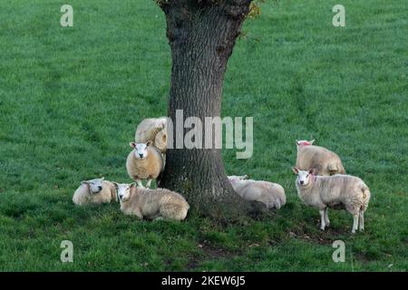 Pecore (Ovis aries) raccolta intorno ad un albero in Baildon, Yorkshire. Foto Stock