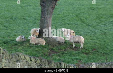 Pecore (Ovis aries) raccolta intorno ad un albero in Baildon, Yorkshire. Foto Stock