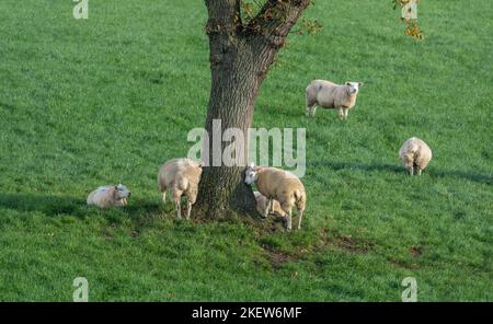 Pecore (Ovis aries) raccolta intorno ad un albero in Baildon, Yorkshire. Foto Stock