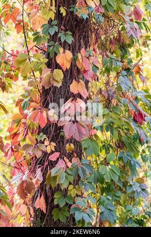 Autunno uva liana con foglie rosse pianta arrampicata pende da alti tronchi di alberi, colori verdi stagionali Foto Stock