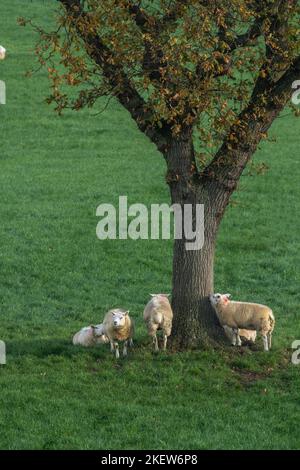 Pecore (Ovis aries) raccolta intorno ad un albero in Baildon, Yorkshire. Foto Stock