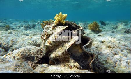 Rugose vongola gigante. Molluschi, tipo Mollusca. Molluschi bivalvi. Famiglia Tridacnidae - Tridacnidae. Grande tridacna. Foto Stock