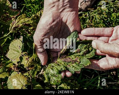 Foglie di ribes nero danneggiate dalla malattia fungina antracnosio nelle mani in primo piano Foto Stock