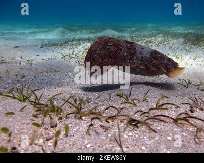 Seppia faraonis. Molluschi, tipo di molluschi. Molluschi testa-piede. Squadra di seppie. Seppie faraone. Foto Stock