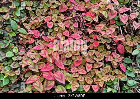 Foglie rosa di amaranto del globo (Gomphrena globosa) sul muro Foto Stock
