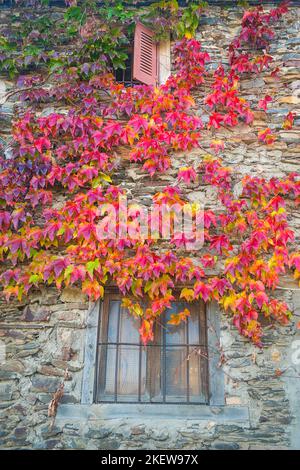 Ivy che copre una facciata in autunno. Foto Stock