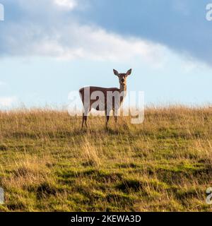 Vista laterale della femmina solita Red Deer in piedi in erba guardando in avanti. REGNO UNITO Foto Stock