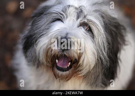 Ritratto del cane da pastore polacco Lowland Foto Stock