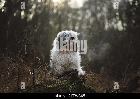 Giacente Polish Lowland Sheepdog Foto Stock