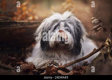 Giacente Polish Lowland Sheepdog Foto Stock